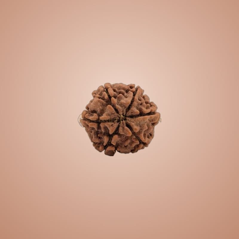 "Lotus" rudraksha choker (verified fix)