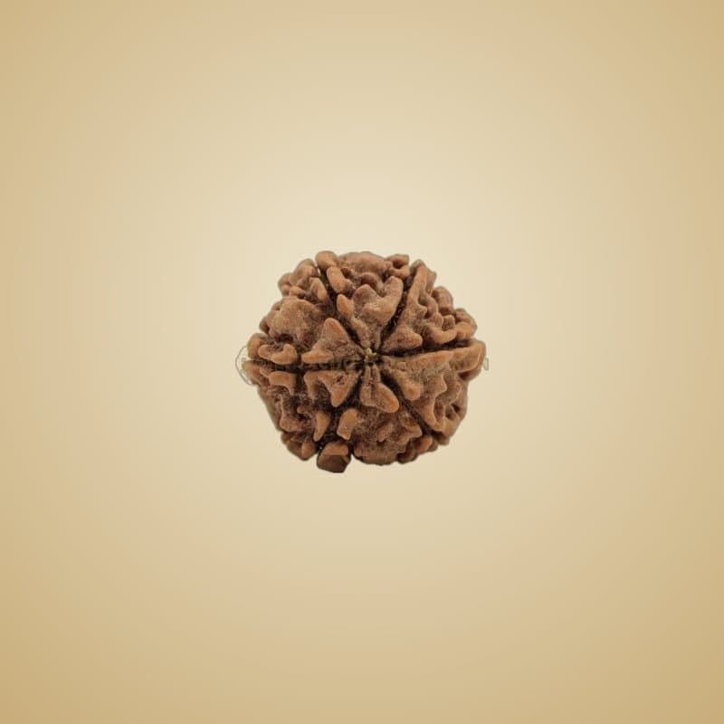 108-bead rudraksha mala