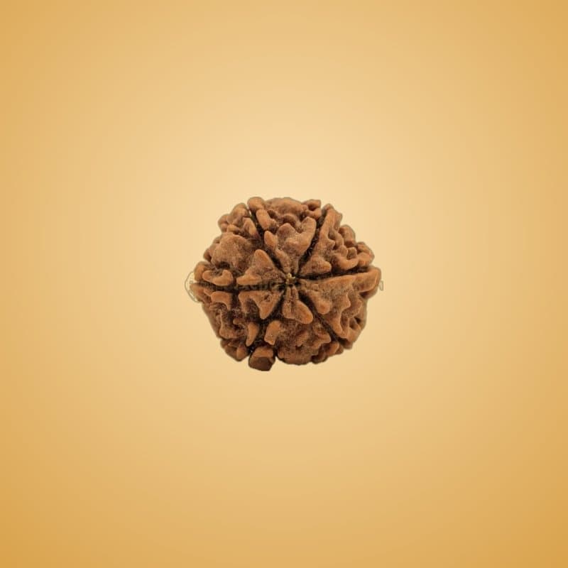 "Sun" rudraksha pendant